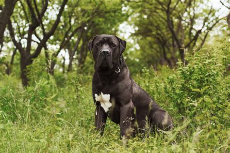 5 Best Boerboel Breeders In America: Breeders You Can Trust