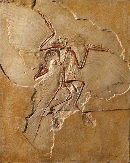 Archaeopteryx Fossil