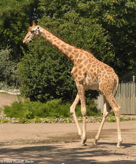 The Kordofan Giraffe (Giraffa camelopardalis antiquorum) - a subspecies of giraffe found in ...