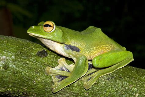 Flying Frogs: the aerodynamic amphibians - The Australian Museum Blog