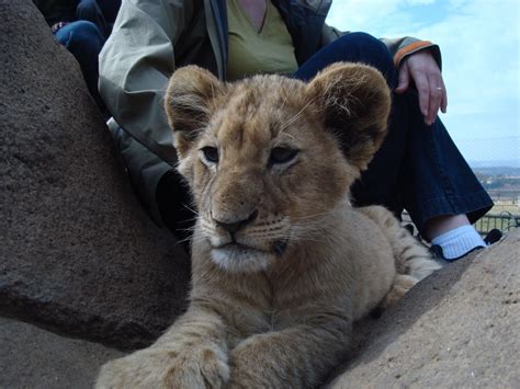 Lion Park in Johannesburg, South Africa | Animals, Africa, South africa