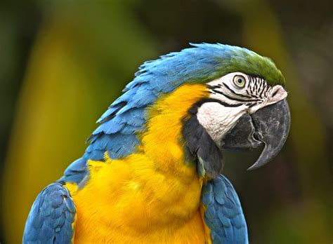 Parrot Bird Yellow · Free photo on Pixabay