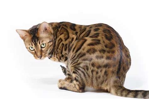 Bengal Cat Personality and Temperament: What's So Special?