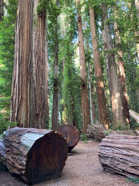 The Complete Guide to Visiting Redwood National Park - The Planet D