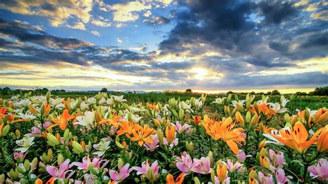 Field of Lily 4K wallpaper download