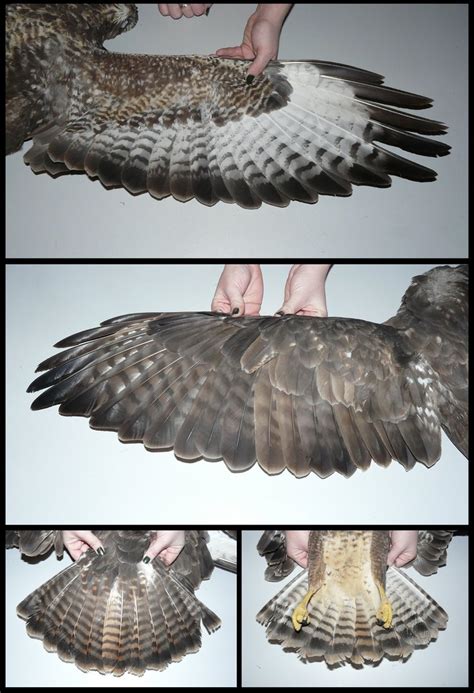 Anatomy: Common Buzzard II by CabinetCuriosities.deviantart.com on @deviantART | Common buzzard ...