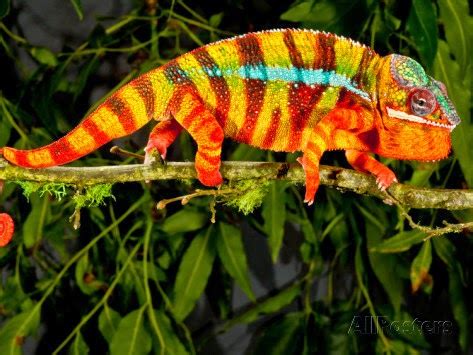 Rainbow Chameleon﻿ - Amaziful