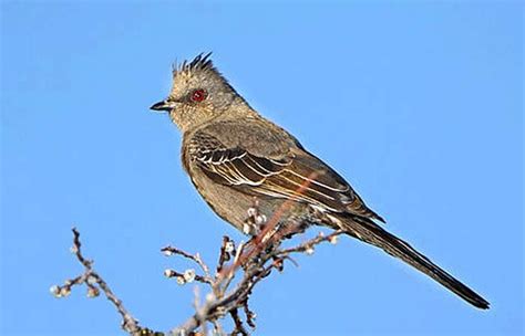 Desert Birds & Adaptations | Types of Desert Birds | BioExplorer