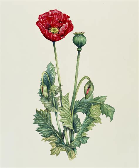 Art Of An Opium Poppy Photograph by Lizzie Harper - Fine Art America