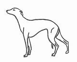 Whippet Coloring Pages sketch template