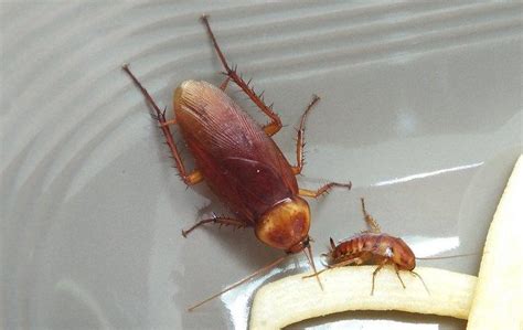 Blog - Cockroach Prevention Tips Every Homeowner Should Know