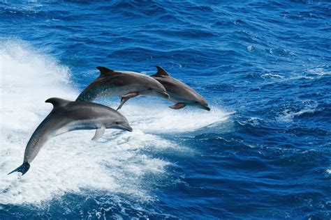 Migration critical to survival of dolphins - Vet Practice Magazine