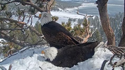 Jackie and Shadow / Big Bear Bald Eagle Live Cam: Video Gallery | Know ...