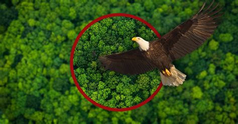 Natural astaxanthin inspired by eagles' vision | Vitafoods Insights