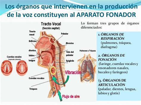 APARATO FONADOR