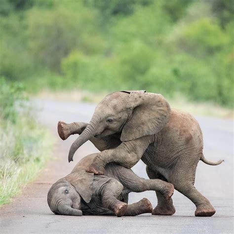 Pin by christine girdlestone on Animals | Baby elephants playing, Funny animals, Cute baby animals