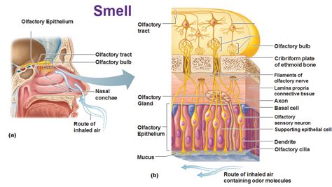 Chemical Sense: Smell (Olfaction) - Antranik.org