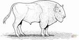 Coloriage  Bison DAmérique Du Nord Coloriages à Imprimer Gratuits sketch template