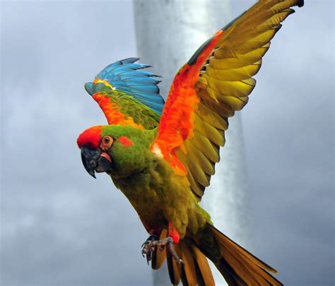 File:Ara rubrogenys -Doué la Fontaine zoo-flying-8a.jpg - Wikimedia Commons