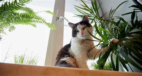 How to Keep Your Cat From Eating Houseplants (6 Tips)