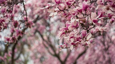 Japanese magnolia facts you may not know - It's a Southern Thing