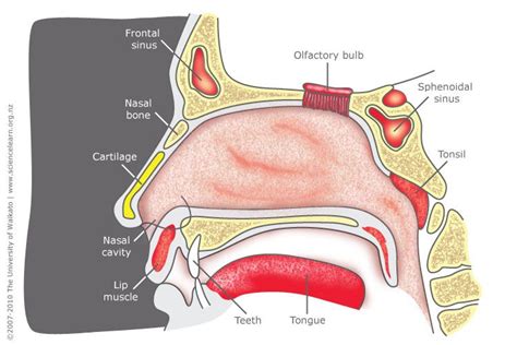 Nose structure | Nose diagram, Nose structure, Human anatomy