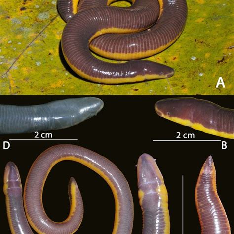 Distribution map of Ichthyophis species from northeast India: 1. I.... | Download Scientific Diagram