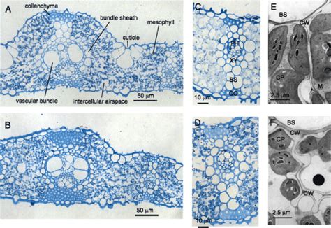 Leaf mesophyll and vascular bundle anatomy of the rice leaves. Light ...