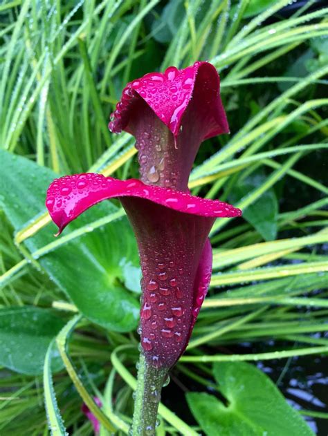 Beaded | Zantedeschia, Plants, Calla