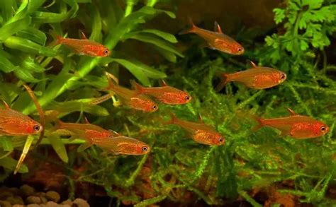 Ember Tetra - Diet, Care, Size, Breeding, Tank Requirements