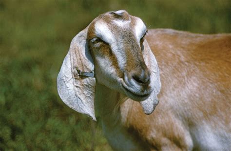 Goat | Description, Breeds, Milk, & Facts | Britannica