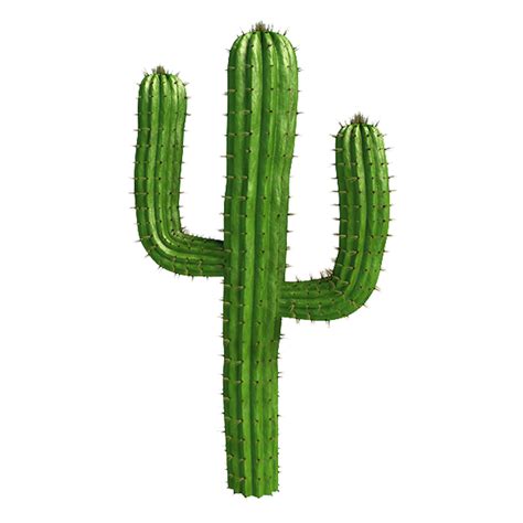 Watercolor Cactus Clipart at GetDrawings | Free download