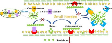 Inhibitors of α‐amylase and α‐glucosidase: Potential linkage for whole cereal foods on ...