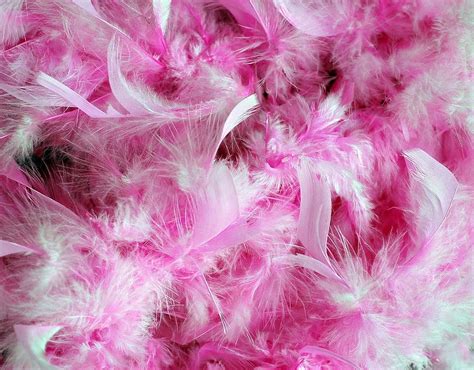 HD wallpaper: pink and white feathers, pink feathers, pink plumage, feather boa | Wallpaper Flare