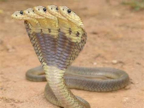 I found an article about the existence of a five-headed snake found in ...