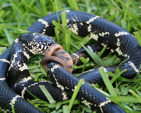 Hoot Owl Karma: Eastern Kingsnake - Not Always Easy Being King