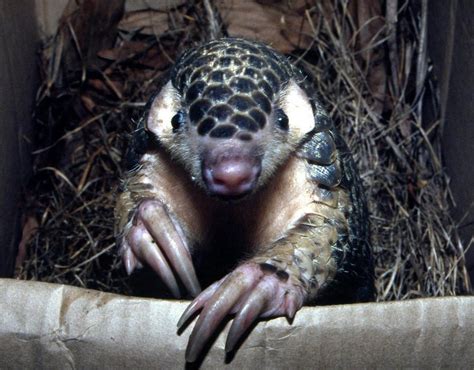 Species New to Science: [Conservation 2012] IUCN / SSC Pangolin ...