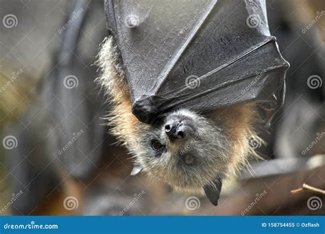 This is a Close Up of a Fruit Bat Stock Image - Image of mammal, guano ...