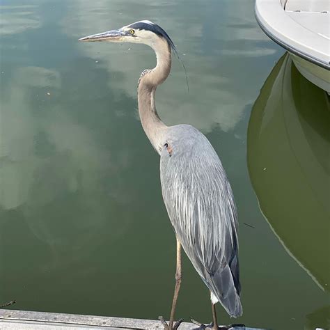 Herron in Hilton Head Island 🌴 | Hilton head island, Animals, Creatures