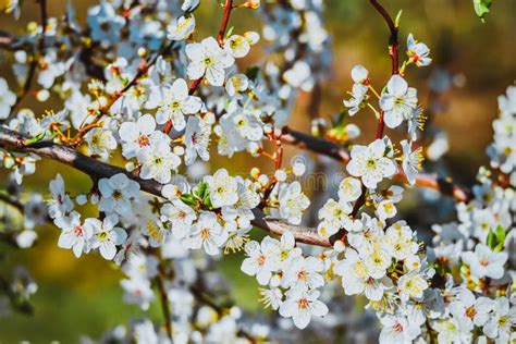 Spring Flowers on the Trees Stock Photo - Image of freshness, petal: 153974648