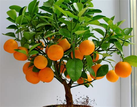 Growing Tangerine Tree in Containers | How to Grow Tangerine Tree in Pot