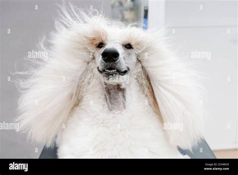 Funny poodle hi-res stock photography and images - Alamy