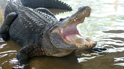 Huge Florida Gator Eats a Smaller Florida Gator in Most Florida Video Ever - AZ Animals