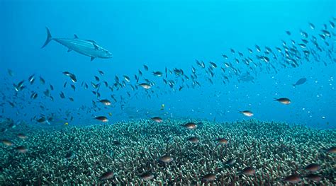 Get Close with Sharks for Your Thrilling Diving in Padang Bai Experience