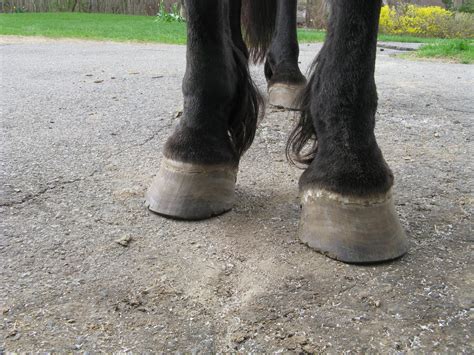 The Foxhunting Friesian: Hoof Trimming