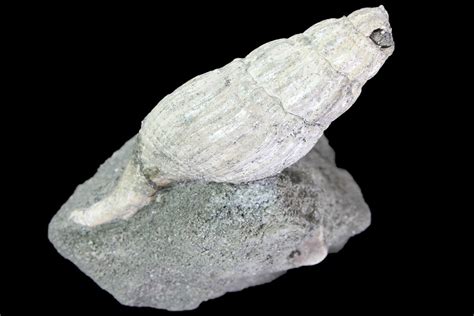 1.85" Cretaceous Gastropod (Drilluta) Fossil - Tennessee (#86220) For Sale - FossilEra.com