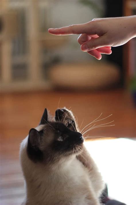 How to Teach Cats to Do Tricks