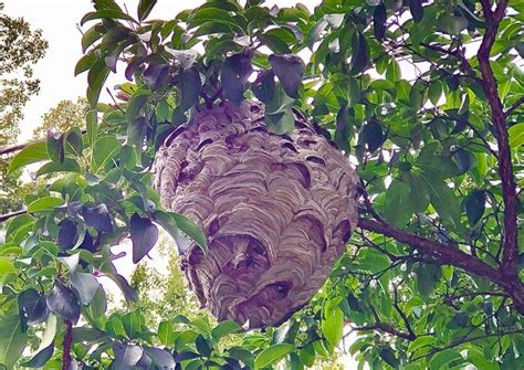 Is this an ‘Asian giant murder hornets’ nest in my neighborhood ...