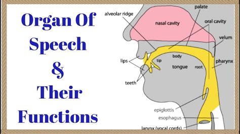 Organs of speech In Phonetics and Their Functions -In English with Urdu ...