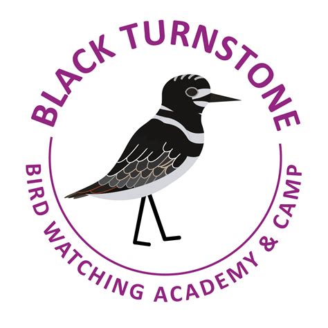 Black Turnstone - Bird Watching Academy